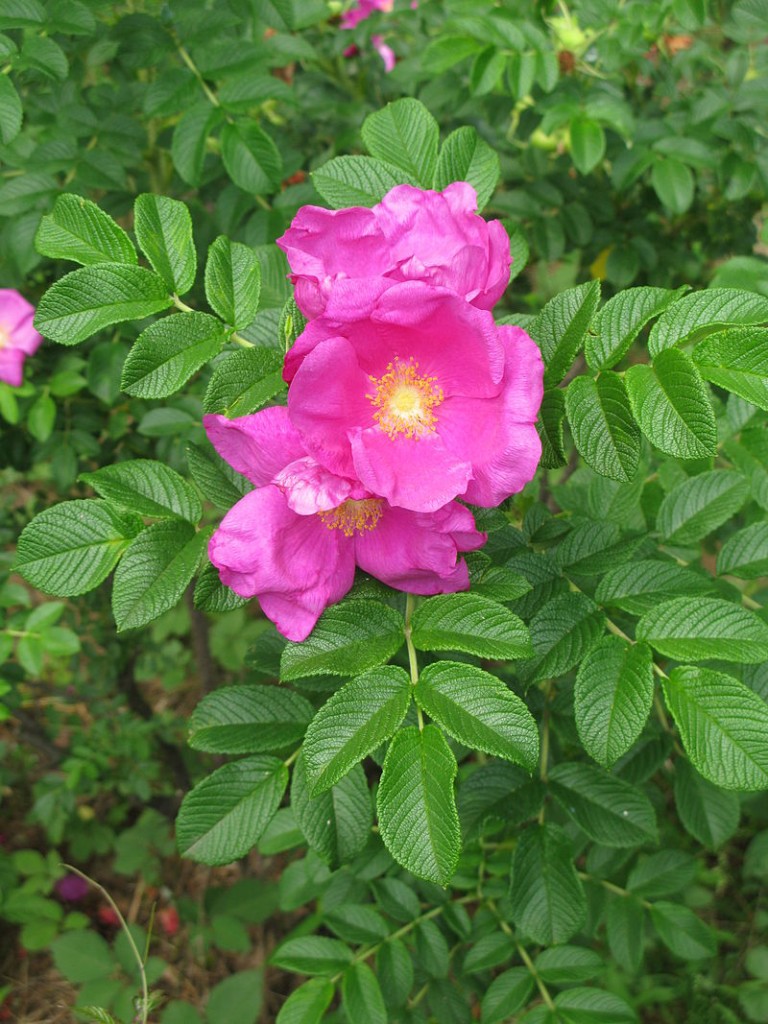 Tips for Beautiful Roses - Jim's Mowing and Gardening