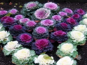 cabbage-patch-ornamental