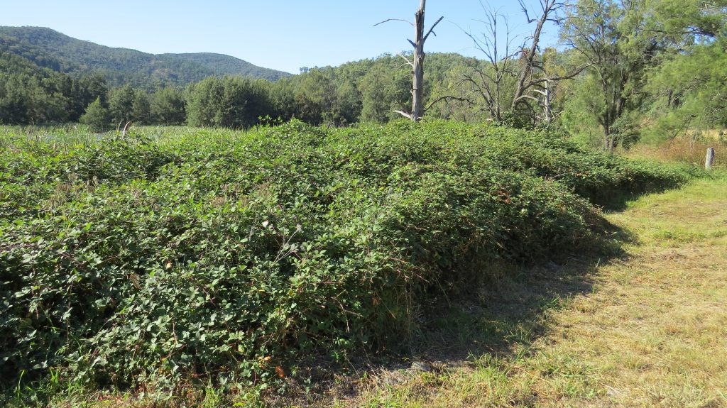 How to Kill Off Blackberries Jim's Mowing and Gardening
